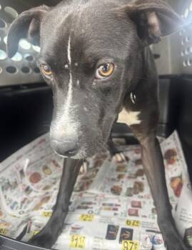 Terrier Dogs Available for Adoption - Tangerine | PetCurious