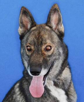SCAR -  German Shepherd Dog and Husky Dog for Adoption in Pasadena, California - SCAR | PetCurious