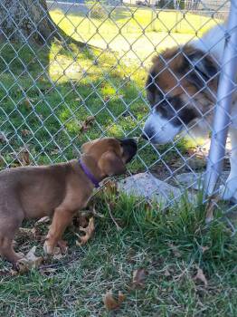 Autumn -  Australian Cattle Dog Blue Heeler and Mastiff Dog for Adoption in Pottstown, Pennsylvania - Autumn | PetCurious