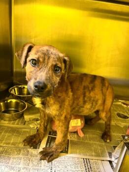 Mixed Breed Dogs Available for Adoption - Franklin | PetCurious