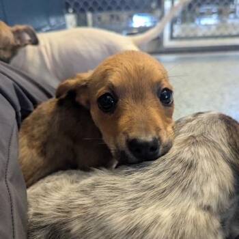 Aunt Frances -  Mixed Breed Dog for Adoption in Dayton, Ohio - Aunt Frances | PetCurious