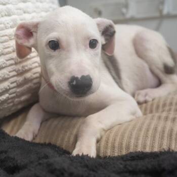 Lelo -  Catahoula Leopard Dog and Mixed Breed Dog for Adoption in Pawling, New York - Lelo | PetCurious