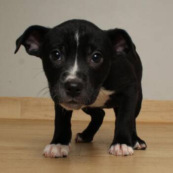 Shepherd and Pit Bull Terrier Dogs Available for Adoption in Minnetonka, Minnesota - Stargaze D68833 | PetCurious