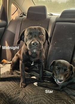 Mixed Breed Dogs Available for Adoption in Paramus, New Jersey - Midnight | PetCurious