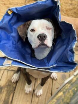 Rescue Terrier Dogs for Adoption in Raleigh, North Carolina - Domingo | PetCurious