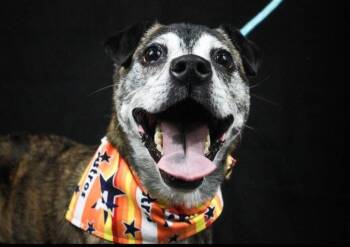 Mango -  Plott Hound and Border Terrier Dog for Adoption in Houston, Texas - Mango | PetCurious