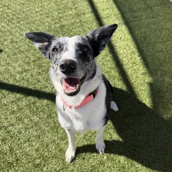 Darcy -  Border Collie Dog for Adoption in Cody, Wyoming - Darcy | PetCurious