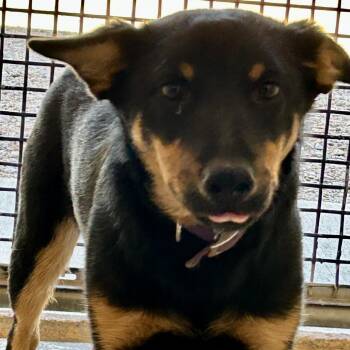 PJ -  Shepherd and Mixed Breed Dog for Adoption in Kanab, Utah - PJ | PetCurious