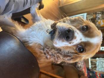 Toby -  Cocker Spaniel Dog for Adoption in Glenwood City, Wisconsin - Toby | PetCurious