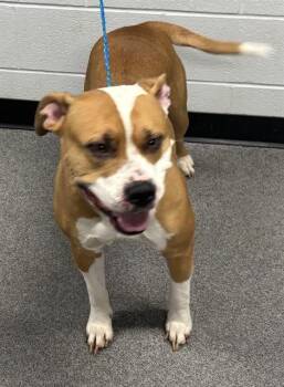 Pit Bull Terrier Dogs Available for Adoption in Kalamazoo, Michigan - LULU | PetCurious