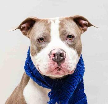 Terrier Dogs Available for Adoption - Chase | PetCurious