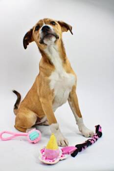 Labrador Retriever and Mixed Breed Dogs Available for Adoption in Morton Grove, Illinois - Maple | PetCurious