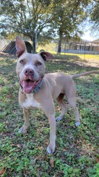 Cherub -  Mixed Breed Dog for Adoption in Ocala, Florida - Cherub | PetCurious