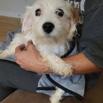 Trixie -  Chihuahua and Yorkshire Terrier Dog for Adoption in Partlow, Virginia - Trixie | PetCurious