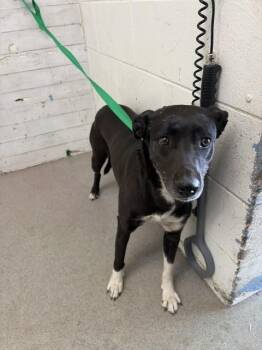 Labrador Retriever and Pit Bull Terrier Dogs Available for Adoption - DAHLIA | PetCurious