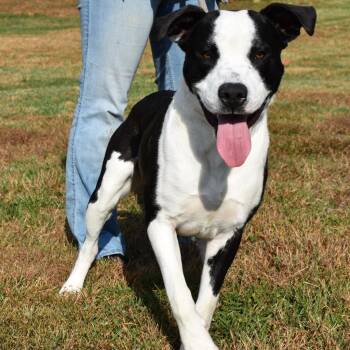 Rescue Staffordshire Bull Terrier and Mixed Breed Dogs for Adoption in Nashville, Indiana - Tug | PetCurious