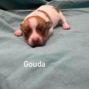 Gouda (p) -  Chihuahua and Mixed Breed Dog for Adoption in New York, New York - Gouda (p) | PetCurious