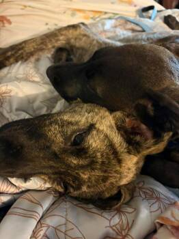 Retriever Dogs Available for Adoption in Valley Stream, New York - Superman | PetCurious