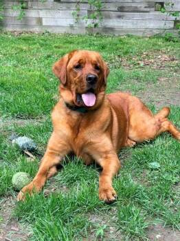 Willow -  Labrador Retriever Dog for Adoption in Randolph, Vermont - Willow | PetCurious