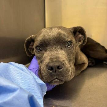 Cane Corso and Mixed Breed Dogs Available for Adoption in St. Louis, Missouri - Patrick Platypus | PetCurious