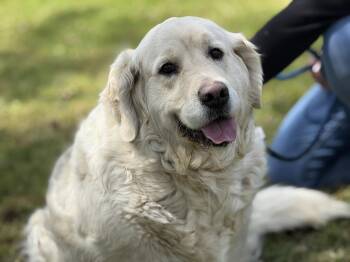 Golden Retriever Dogs Available for Adoption in Meherrin, Virginia - Daisy | PetCurious