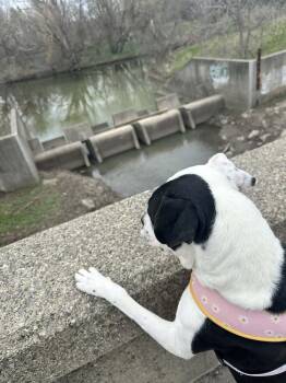 Cane Corso and Pit Bull Terrier Dogs Available for Adoption - Sheba | PetCurious