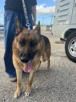 JACK -  German Shepherd Dog Dog for Adoption in Killeen, Texas - JACK | PetCurious