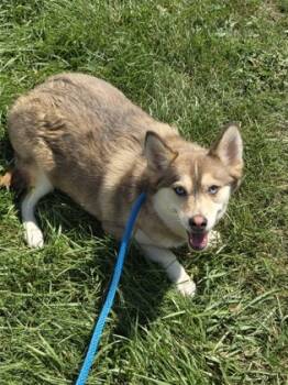 Rescue Pomeranian and Siberian Husky Dogs for Adoption in Malvern, Pennsylvania - Gracie | PetCurious
