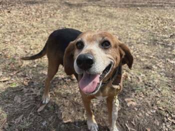 Beagle Dogs Available for Adoption - Gitana - At Shelter Available 3/15 | PetCurious
