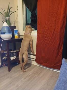 Rescue Pit Bull Terrier and Mixed Breed Dogs for Adoption in West Chester, Pennsylvania - Beauty | PetCurious