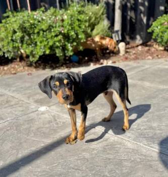 Maverick -  Beagle and Miniature Pinscher Dog for Adoption in Lafayette, California - Maverick | PetCurious