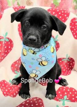 Spongebob -  Flat Coated Retriever and Mixed Breed Dog for Adoption in Morton Grove, Illinois - Spongebob | PetCurious
