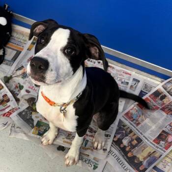 Jubilee -  Mixed Breed Dog for Adoption in Greensboro, Georgia - Jubilee | PetCurious