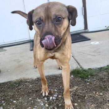 Sheep Dog Dogs Available for Adoption - Ezra 4214 | PetCurious