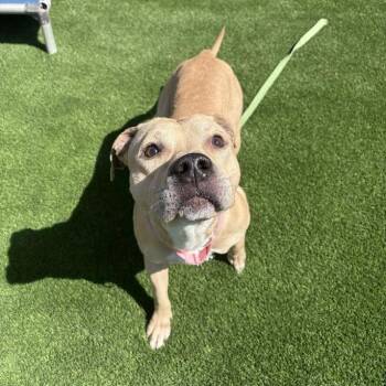 Mixed Breed Dogs Available for Adoption in Pittsburgh, Pennsylvania - Skyler | PetCurious