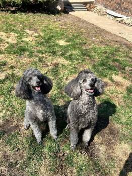 Miniature Poodle Dogs Available for Adoption in Naperville, Illinois - Joyce & Ashley | PetCurious