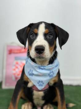 Mozzarella-One of our Amazing Rescue Dogs -  Greater Swiss Mountain Dog and Foxhound Dog for Adoption in Carlsbad, California - Mozzarella-One Of Our Amazing Rescue Dogs | PetCurious