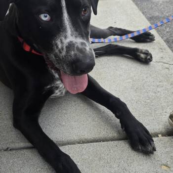 Pointer Dogs Available for Adoption in Petersburg, Indiana - Koba | PetCurious