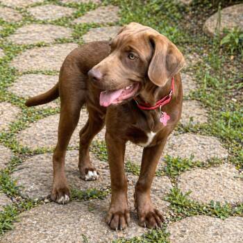 Chocolate Labrador Retriever Dogs Available for Adoption in Boerne, Texas - Gannon | PetCurious