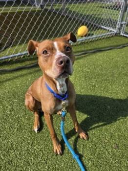 Rescue Mixed Breed Dogs for Adoption in Savannah, Georgia - Roscoe | PetCurious