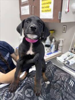 SILVERBOLT -  German Shepherd Dog and Mixed Breed Dog Available for Adoption in Norco, California - SILVERBOLT | PetCurious