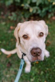 Mixed Breed Dogs Available for Adoption in Toronto, Ontario - MILEY | PetCurious