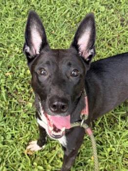 Mia -  Belgian Shepherd Malinois Dog for Adoption in Anderson, Indiana - Mia | PetCurious