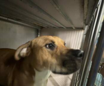 Roxanne -  Mixed Breed Dog for Adoption in New York, New York - Roxanne | PetCurious