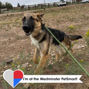 German Shepherd Dog and Mixed Breed Dogs Available for Adoption in Fort Collins, Colorado - Princesa | PetCurious