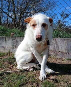 Rescue Portuguese Podengo Dogs for Adoption in Winchester, Virginia - Vester | PetCurious