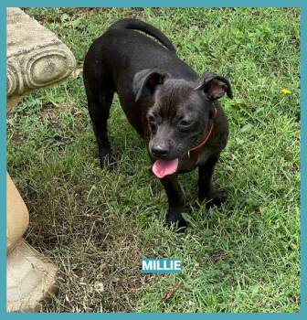 Millie -  Dachshund and Terrier Dog for Adoption in Granbury, Texas - Millie | PetCurious