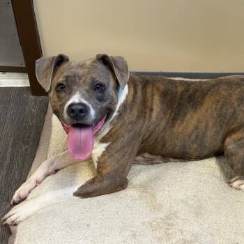 Pit Bull Terrier Dogs Available for Adoption in League City, Texas - Isabella | PetCurious