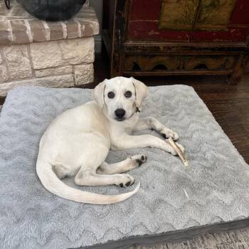Miley -  Labrador Retriever and Great Pyrenees Dog for Adoption in Coppell, Texas - Miley | PetCurious