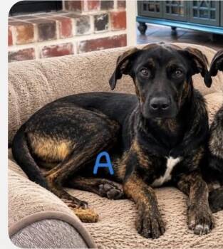 Annie -  Mixed Breed Dog for Adoption in Columbia, Maryland - Annie | PetCurious